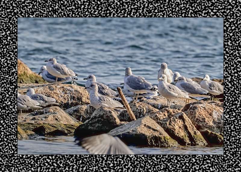 Ring-billed gulls by the reef- 02